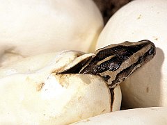 Burmese Python, Southeast Asia